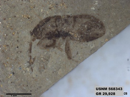 Genus sp