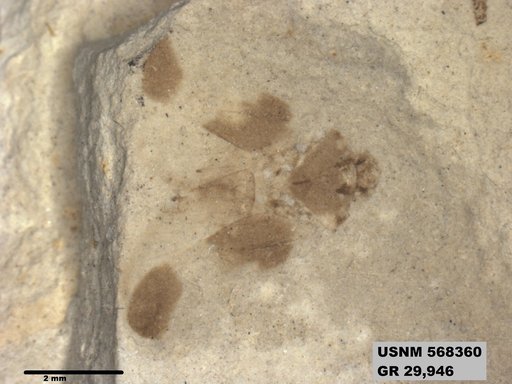 Genus sp