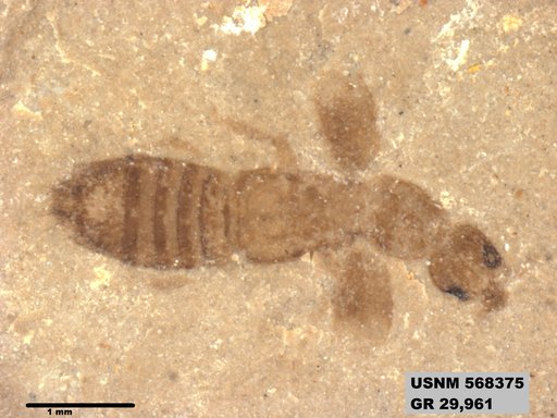 Genus sp