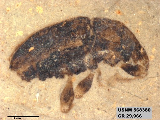 Insecta