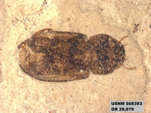 Insecta