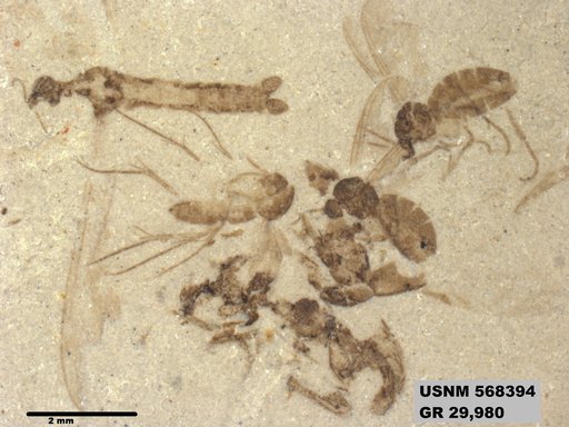 Genus sp
