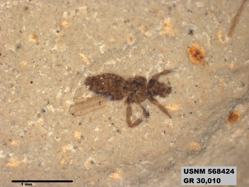 Insecta