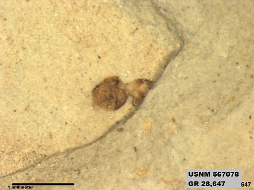 Insecta