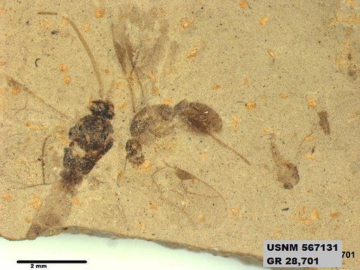 Insecta