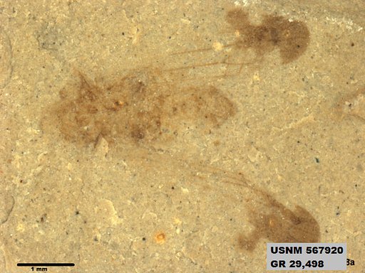 Genus sp