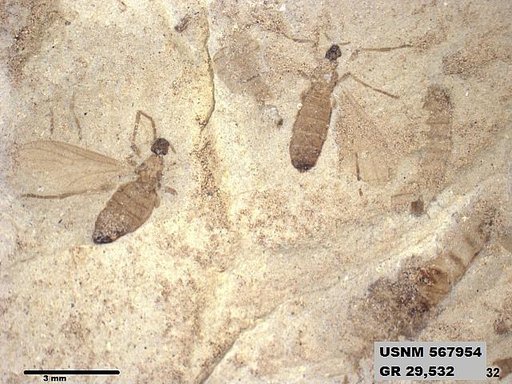 Insecta