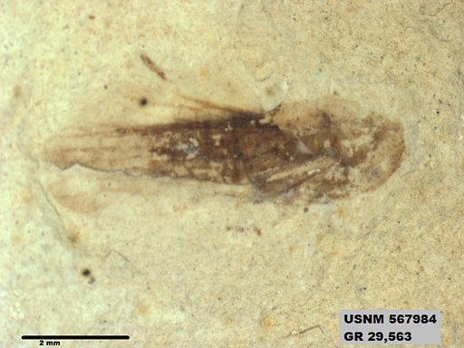 Genus sp