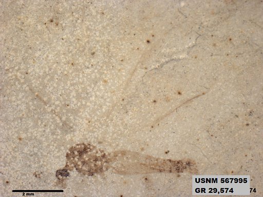 Genus sp