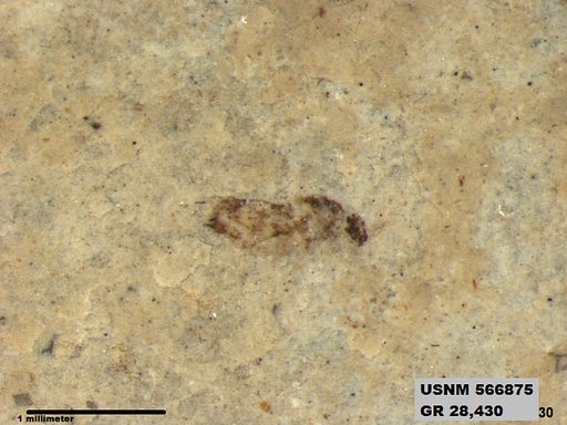 Insecta