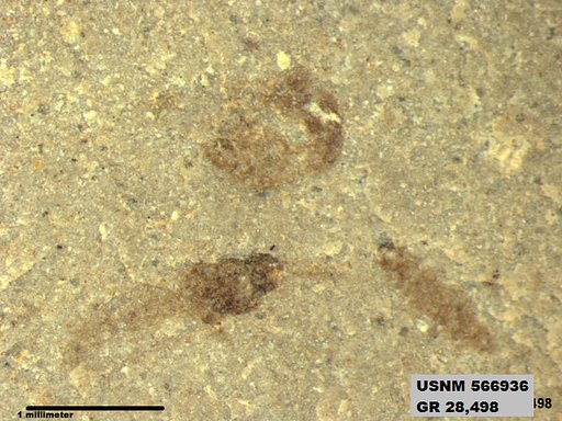 Genus sp