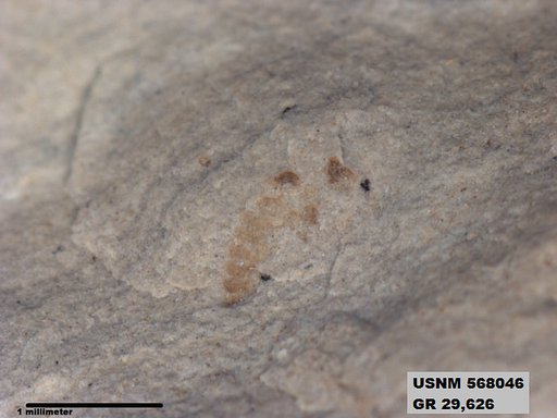 Genus sp