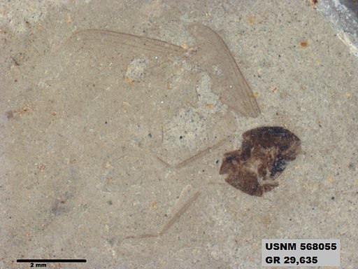 Insecta