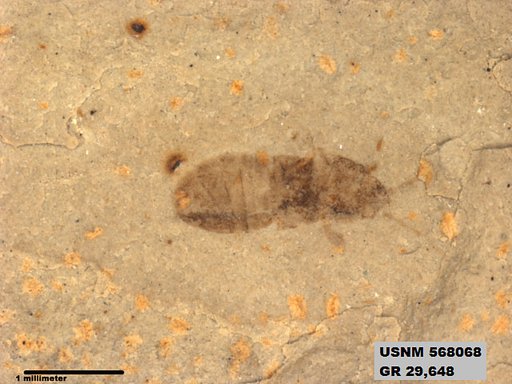 Insecta
