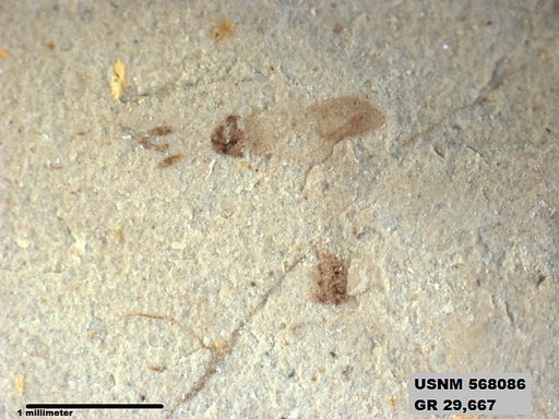 Tipula sp