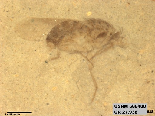 Insecta