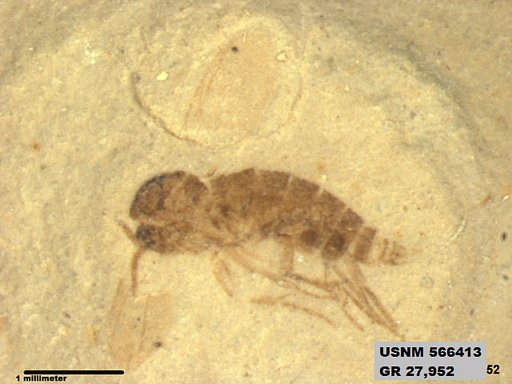 Insecta