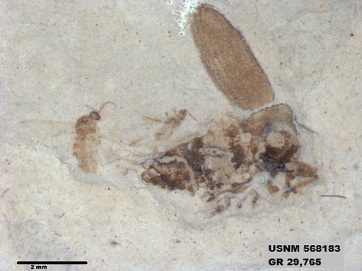 Insecta