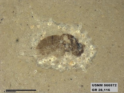 Genus sp