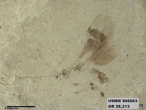 Insecta