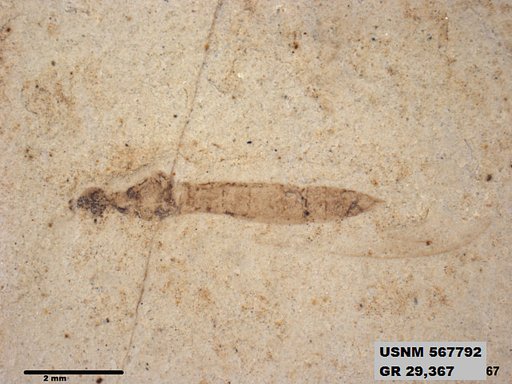 Genus sp
