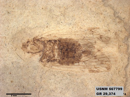 Genus sp