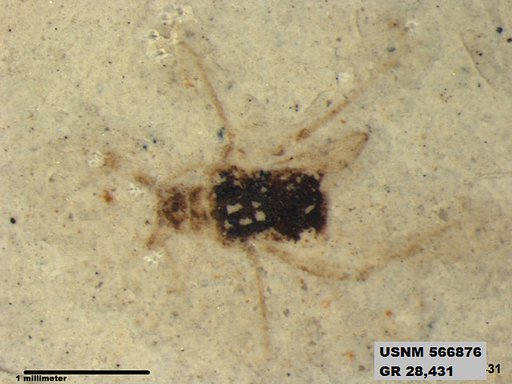 Insecta