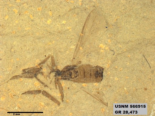 Genus sp