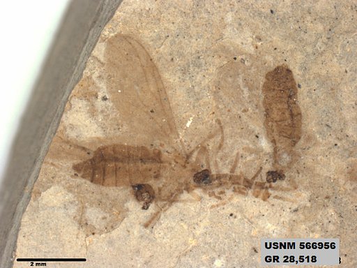 Insecta