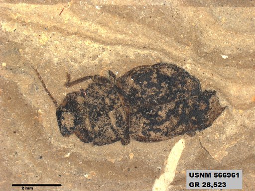 Insecta