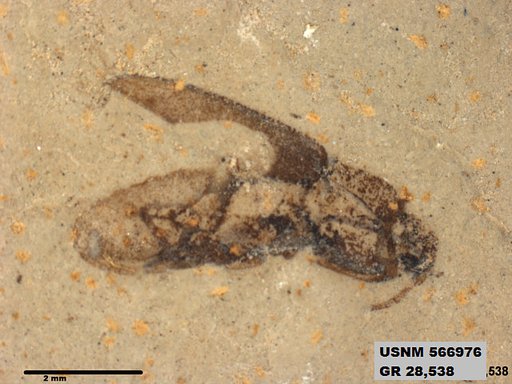 Insecta