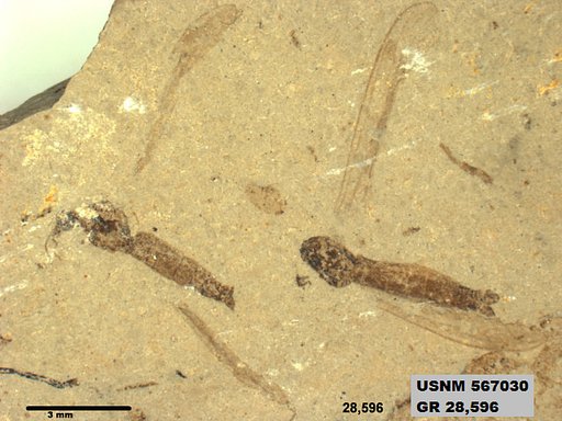 Genus sp