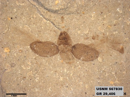 Insecta
