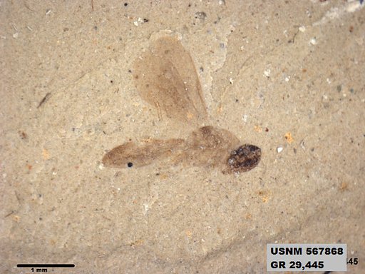 Insecta