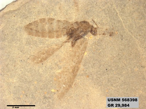 Insecta