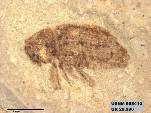 Insecta