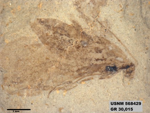 Insecta