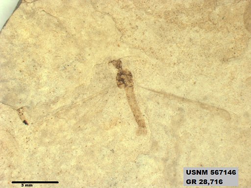 Genus sp