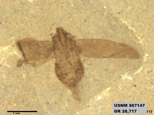 Genus sp
