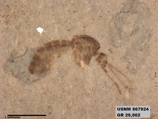 Insecta