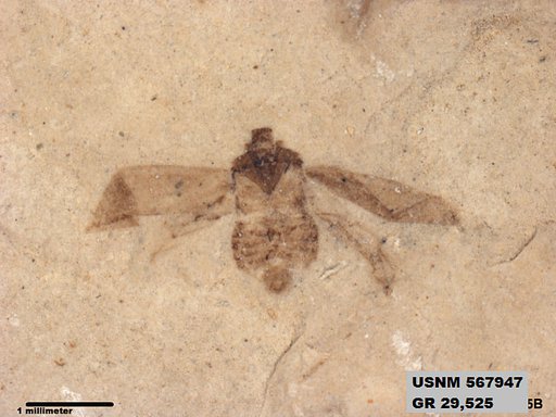 Genus sp