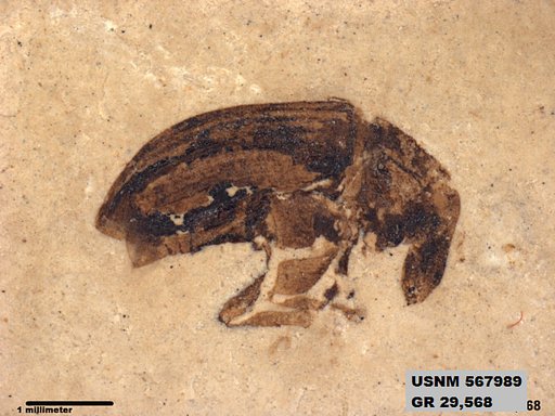 Genus sp