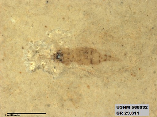 Genus sp