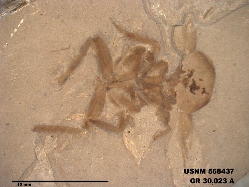 Genus sp
