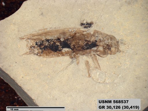 Insecta
