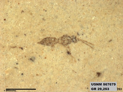 Insecta