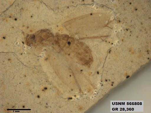 Insecta