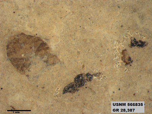 Insecta