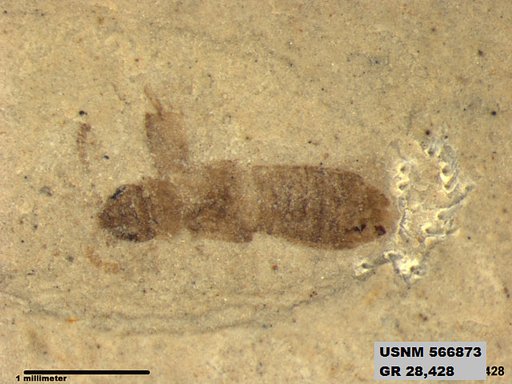 Genus sp