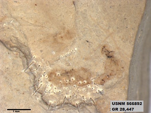 Insecta